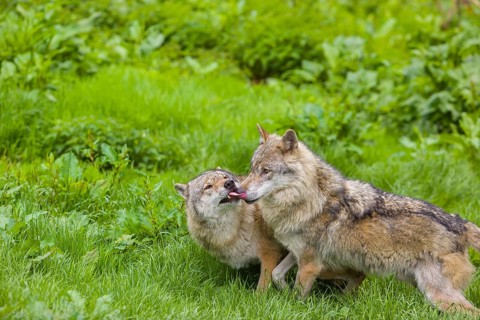 Two adult male eurasian gray wolves (Canis lupus lupus), social behaviour, dominance