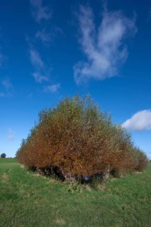 Wicker (Salix viminalis) around a shallow body of water formed from dead ice, Mecklenburg-Western