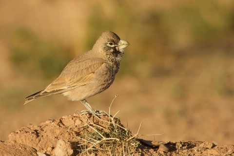 Thick-billed Lark (Ramphocoris clotbey) male, Morocco