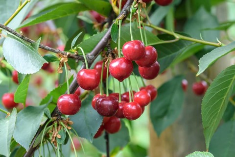 Sour cherry (Prunus cerasus SCHATTENMORELLE), Bonn type,  Austria