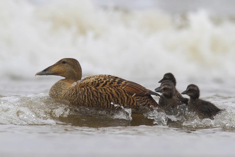 Common Eider (Somateria mollissima) female with chicks, Schleswig-Holstein, Germany