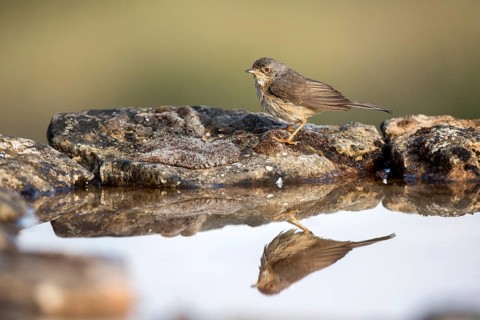 Subalpine Warbler (Sylvia cantillans) male at a waterhole, Castile and Leon, Spain