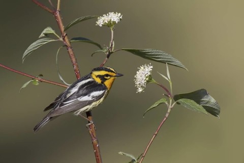 Blackburnian Warbler (Setophaga fusca), New York, USA