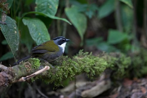 Grey-browed Brushfinch (Arremon assimilis assimilis) perched on a mossy branch, Medellin, Colombia