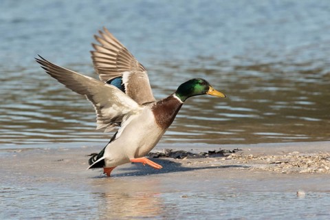Mallard (Anas platyrhynchos) male, Bavaria, Germany