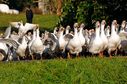 Domestic geese walk across a road onto a meadow, Biohof Gut Othenstorf, Othenstorf,
