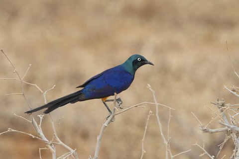 Golden-breasted Starling (Lamprotornis regius), Samburu, Kenya