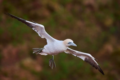 Northern gannet (Morus bassanus) flying over the cliffs, wildlife, Helgoland, Germany