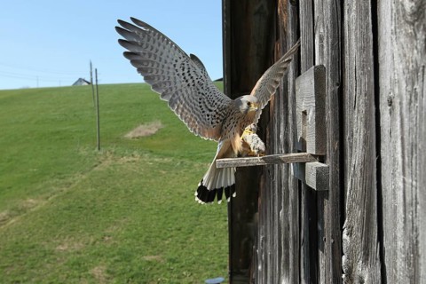 Kestrel (Falco tinnunculus) male with vole (Arvicolinaea) landing at the breeding site in a field