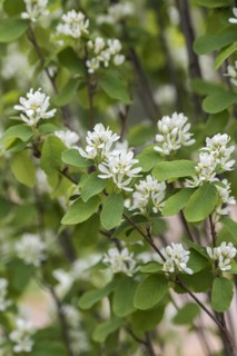 Columnar rock pear (Amelanchier alnifolia 'Obelisk'), Cambridge Botanical Garden, Germany