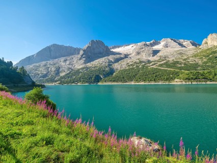 Lake Lago di Fedaia with Marmolada, flowers, Dolomites, South Tyrol, Trentino-Alto Adige, Italy