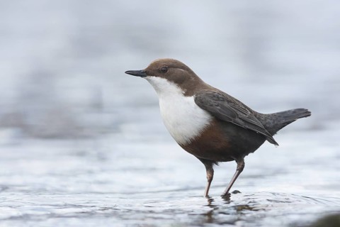 Dipper - Wasseramsel - Cinclus cinclus ssp. aquaticus, Germany, 2nd cy