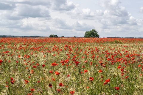Poppy flower (Papaver rhoeas) in a grain field, Mecklenburg-Western Pomerania, Germany