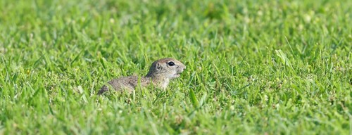 European ground squirrel (Spermophilus citellus) in a meadow, Burgenland Austria