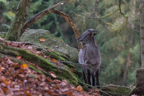 One female Himalayan Tahr (Hemitragus jemlahicus) standing on rocks in a forest. Green forest in