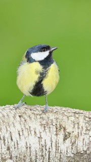 Great tit (Parus major) sitting on a birch trunk, Animals, Birds, Wilnsdorf, North