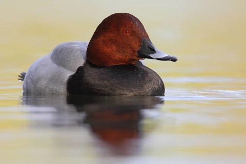 Common Pochard (Aythya ferina) male, North Rhine-Westphalia, Germany