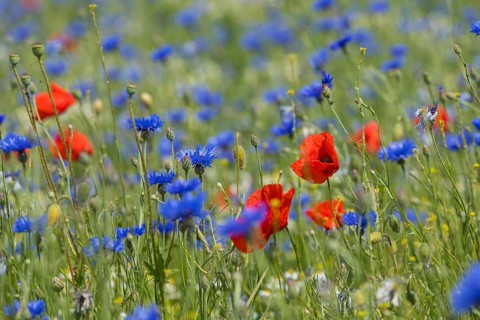 Single poppy flowers (papaver) blooming between cornflowers (Centaurea cyanus) at the edge of a