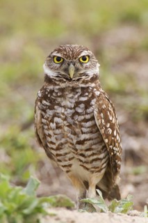 Burrowing Owl (Athene cunicularia), Florida, USA