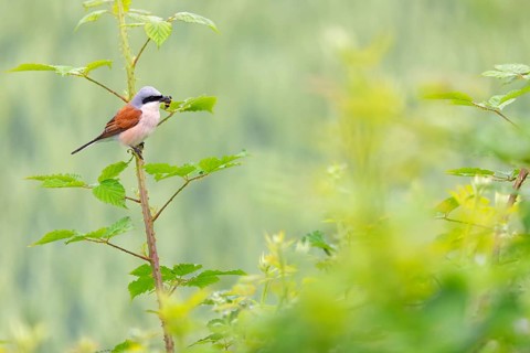 Red-backed shrike (Lanius collurio), Pie-griËche Ècorcheur, AlcaudÛn Dorsirrojo, Spider, spider,