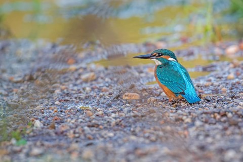 Common Kingfisher (Alcedo atthis) juvenile male, Saxony-Anhalt, Germany