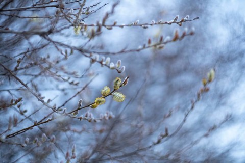 Soft, focused view of willow flowers (Salix) emerging in spring, with blurred background
