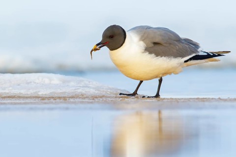 Sabine's Gull (Xema sabini) feeding on a small pond on the tundra in Northern Alaska