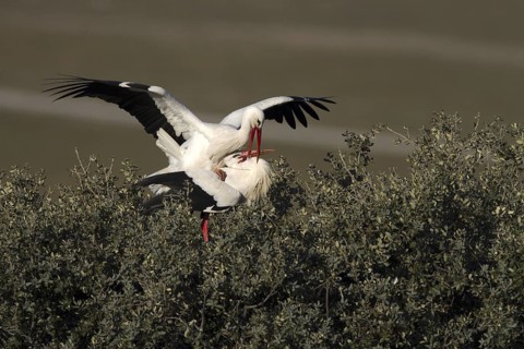 White Stork (Ciconia ciconia) pair mating, Castile-La Mancha, Spain