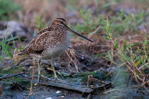 Common Snipe (Gallinago gallinago) foraging, Mecklenburg-Western Pomerania, Germany