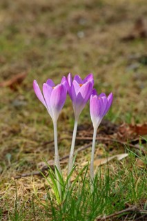 Purple crocuses (Crocus sp.) in a meadow, Wilnsdorf, North Rhine-Westphalia, Germany