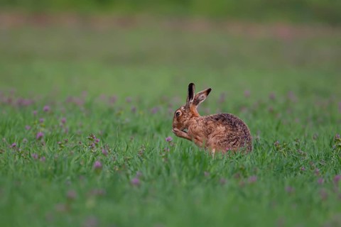 European brown hare (Lepus europaeus) adult animal washing its foot in a farmland cereal field in