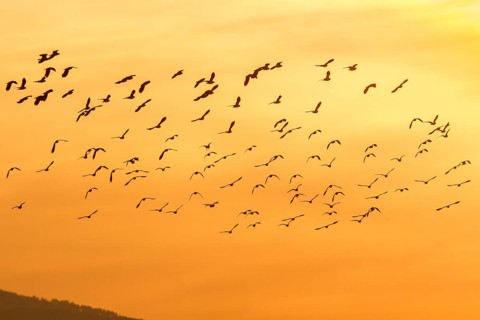 Northern Lapwing (Vanellus vanellus), flock in flight, Galicia, Spain