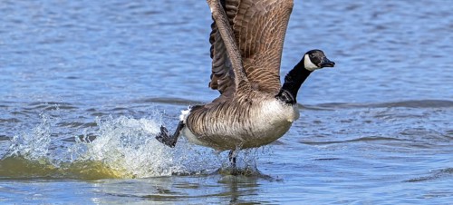 Canada goose, Canadian goose (Branta canadensis) taking off from lake by running over water
