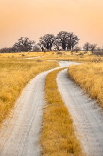 Road, track between yellow dry grass leading to baobabs, Baine's Baobabs, at sunset, Nxai Pan