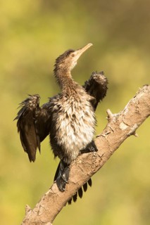 Reed Cormorant (Microcarbo africanus) juvenile, Gambia