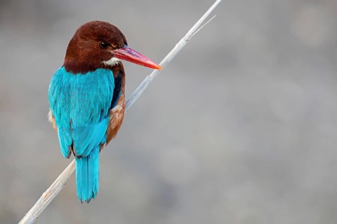 Brown kingfisher, (Halcyon smyrnensis), family of kingfishers, on perch, animals, birds, Israel
