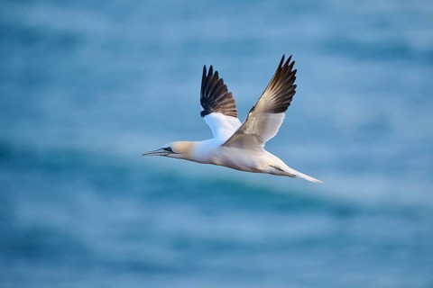 Northern gannet (Morus bassanus) flying over the sea at sunset, wildlife, Helgoland, Germany
