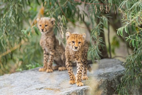 Cheetah (Acinonyx jubatus) youngsters sitting on a rock, captive, occurrence Africa