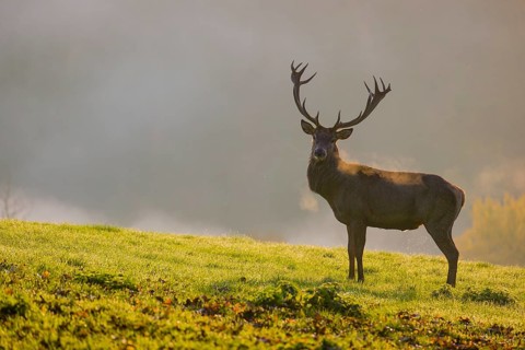 A red deer stag (Cervus elaphus) stands backlit on a meadow. Early morning light with a forest in