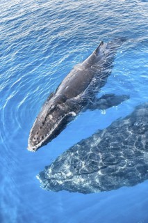 Mother and Calf Humpback Whales, Hervey Bay, Queensland, Australia