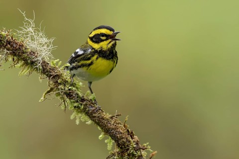 Townsend's Warbler (Dendroica townsendi) perched on a branch in Victoria, BC, Canada
