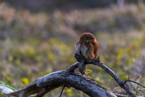 One East Brazilian pygmy owl (Glaucidium minutissimum), also known as least pygmy-owl or Sick's