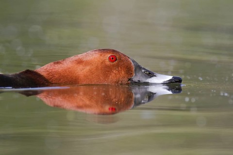 Common Pochard (Aythya ferina) male, Brandenburg, Germany