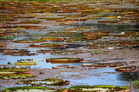 Giant water lily (Victoria amazonica) Pantanal Brazil