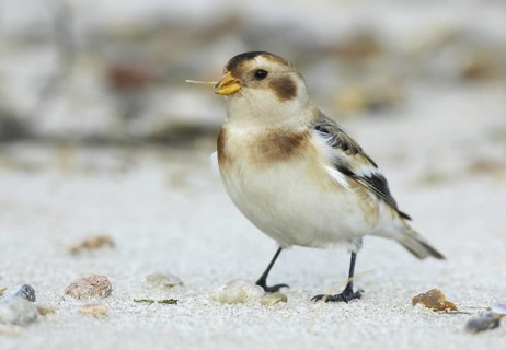 Snow Bunting (Plectrophenax nivalis), Schleswig-Holstein, Germany