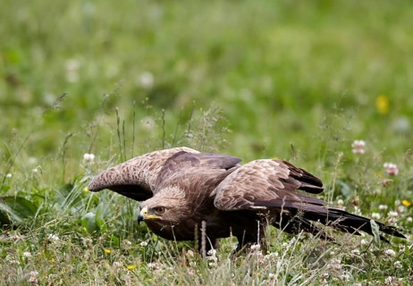 Lesser Spotted Eagle (Clanga pomarina) taking flight, Mecklenburg-Western Pomerania, Germany