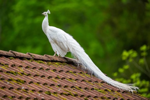 Indian peafowl (Pavo cristatus) white on a roof, portrait, Germany