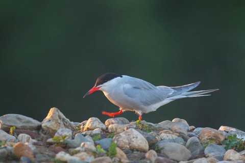 Common Tern (Sterna hirundo), North Rhine-Westphalia, Germany