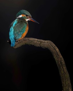 Kingfisher (Alcedo atthis) Indicator of clean watercourses, female at sunrise, perching on a