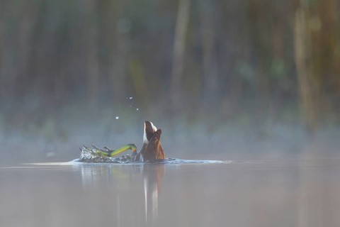 Common Moorhen (Gallinula chloropus), North Rhine-Westphalia, Germany